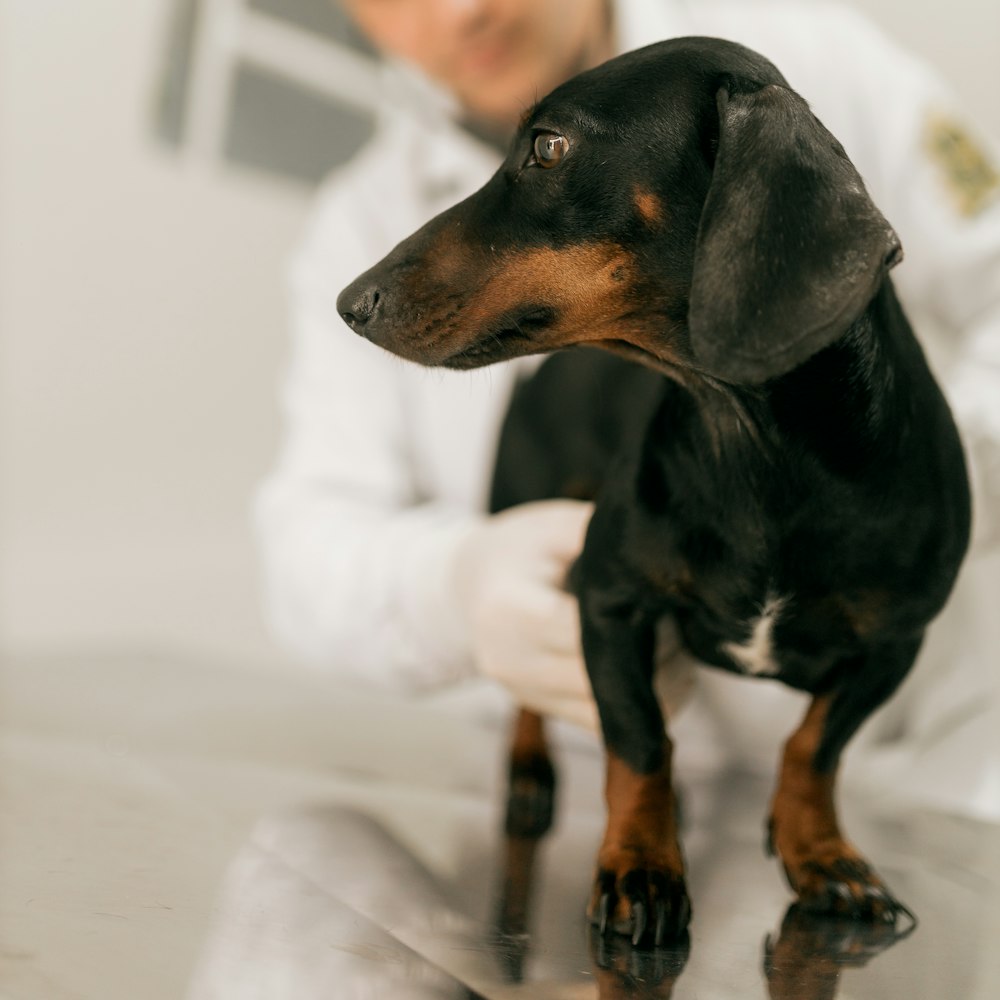 Veterinario examinando a un perro en la consulta